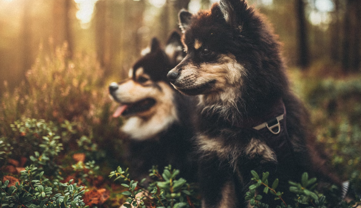 5 Ideal Zodiac Sign Pairings for 2024