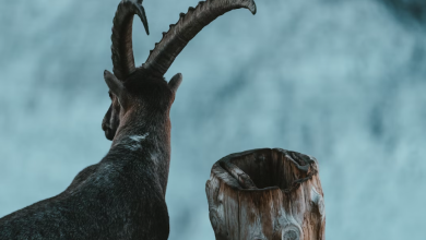 Navigating Capricorn Season: Tips for Each Zodiac from a Tarot Expert